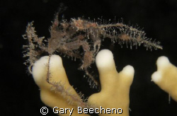 Spider Crab by Gary Beecheno 